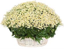 Цветочная композиция из Ромашки в корзине #REPLACE_PRED# Мраково Кугарчинский район